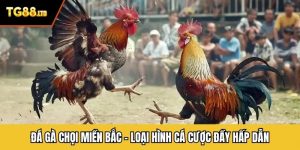 Đá gà chọi miền Bắc