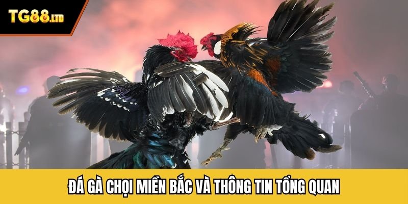 Đá gà chọi miền Bắc và thông tin tổng quan