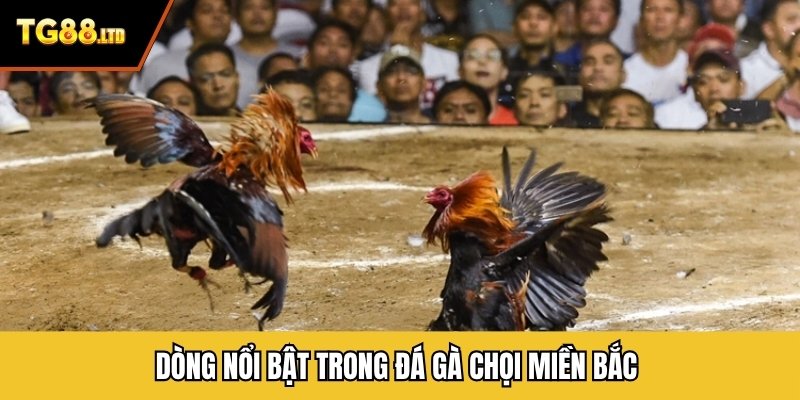Dòng nổi bật trong đá gà chọi miền Bắc