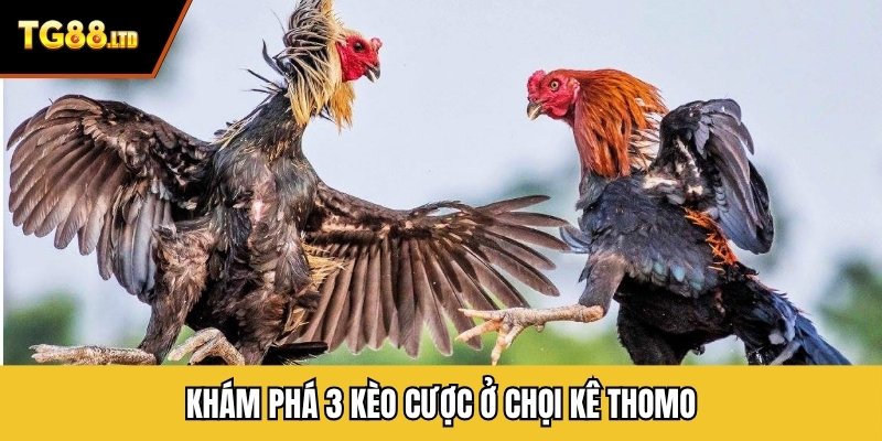 Khám phá 3 kèo cược ở chọi kê thomo