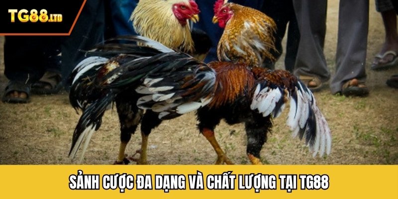 Sảnh cược đa dạng và chất lượng tại TG88