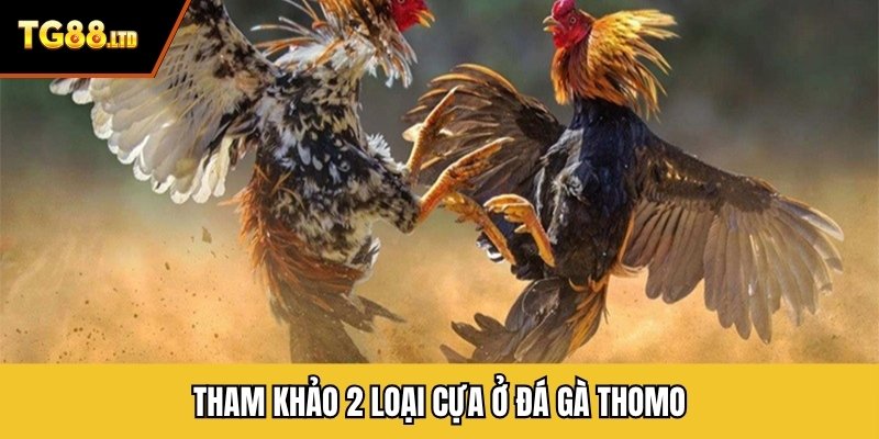 Tham khảo 2 loại cựa ở đá gà thomo
