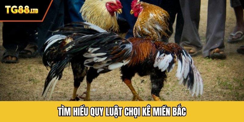 Tìm hiểu quy luật chọi kê miền Bắc